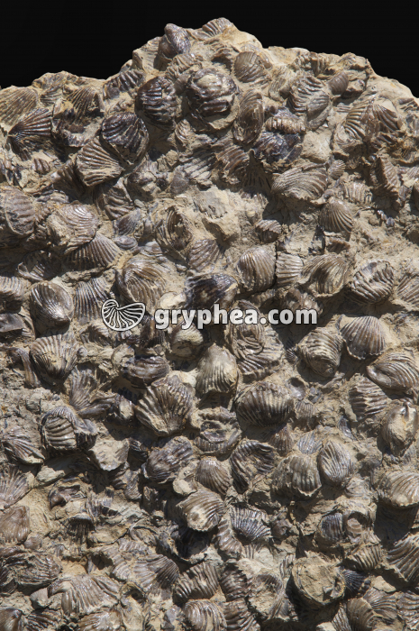 Rhynchonelles - gryphea.org